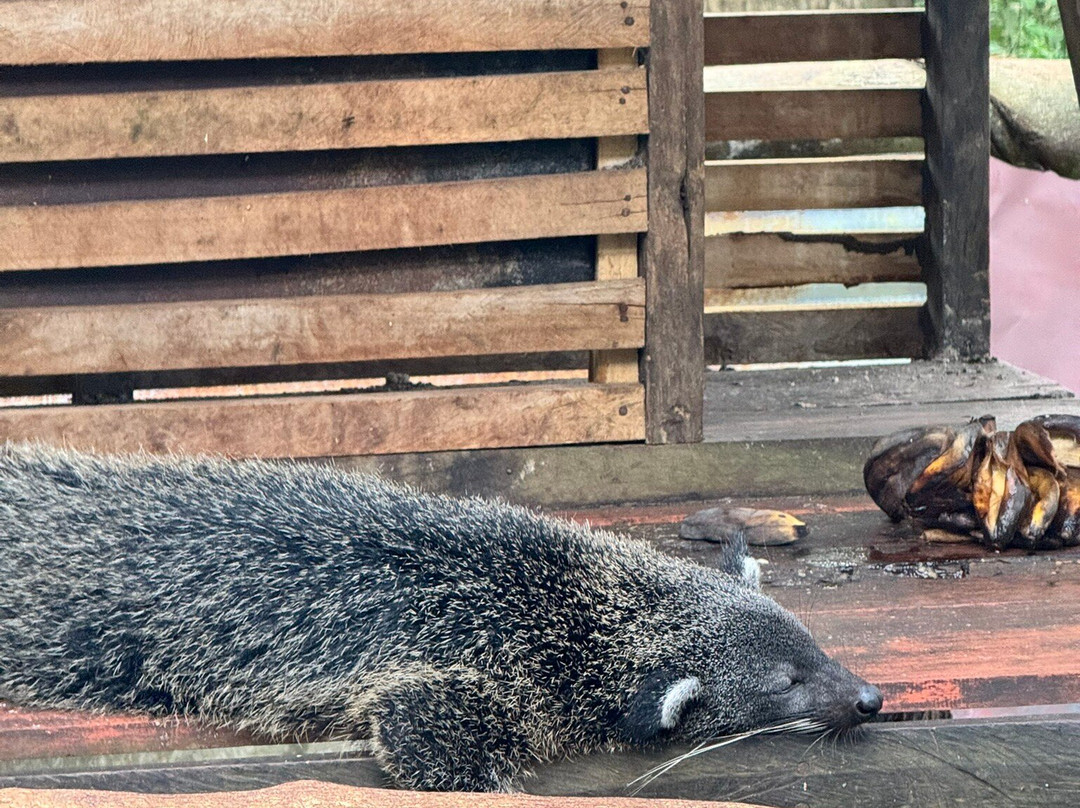 Palawan Wildlife Rescue and Conservation Center-公主港必去景点