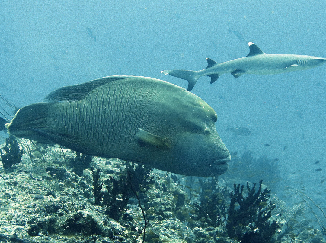 DivePoint Guraidhoo-康杜玛岛必去景点