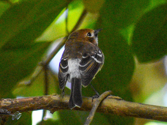 Hawaii Bird Tours-瓦胡岛必去景点