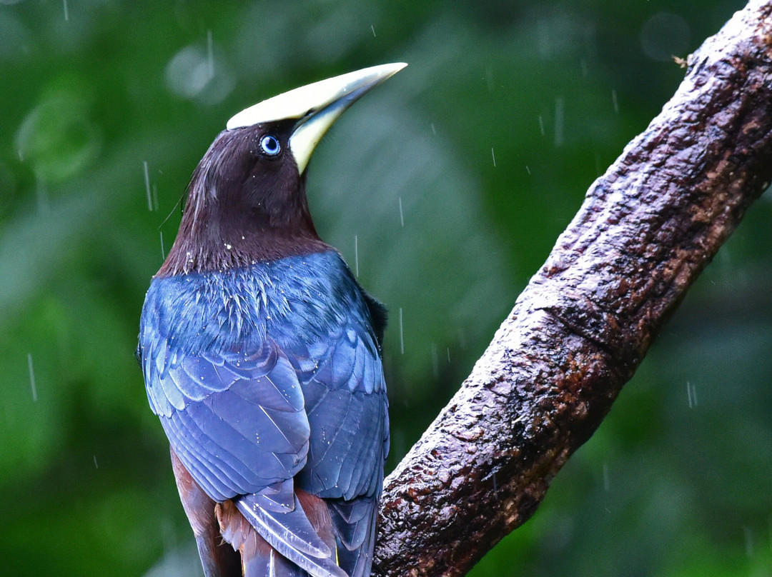 Dave & Dave's Costa Rica Nature Park-La Virgen必去景点