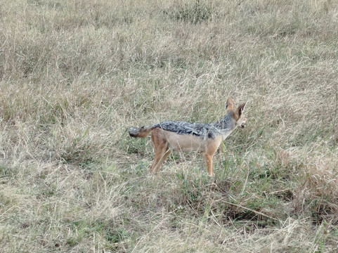 AFRICAN DIURNAL SAFARIS & TOURS-姆万扎必去景点
