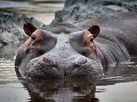 Tanganyika Expeditions-阿鲁沙必去景点