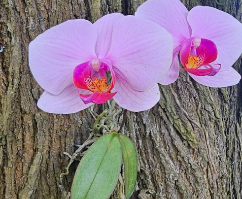 Casa Museo Hermanas Mirabal-Salcedo必去景点