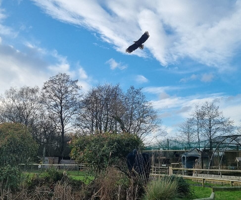 Gauntlet Birds Of Prey-纳茨福德必去景点