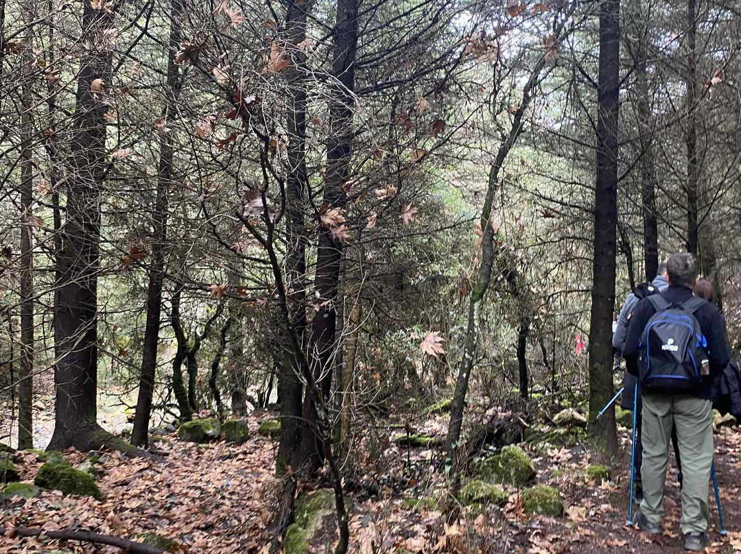 Irene's Healthy Life-Pallini必去景点