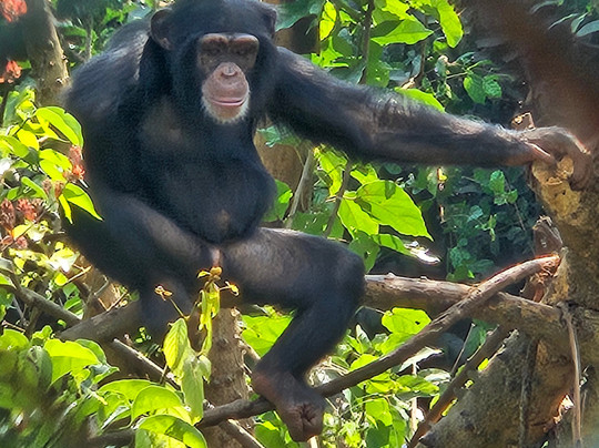 Tacugama Chimpanzee Sanctuary-弗里敦必去景点