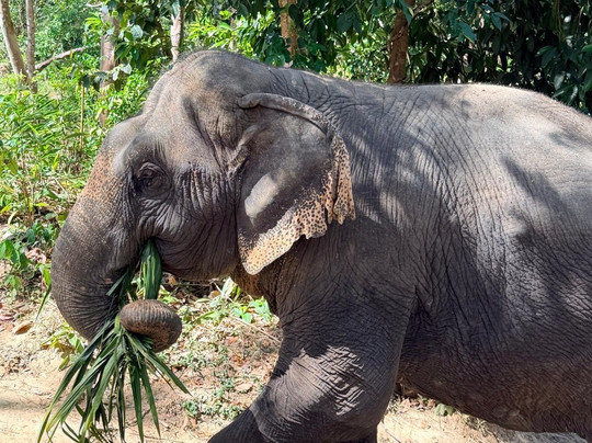 Khao Lak Elephant Sanctuary By Kes-攀牙必去景点