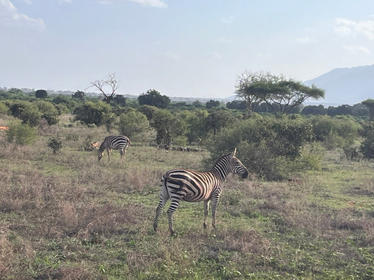 Safari Kenya roberto toba-瓦塔木必去景点