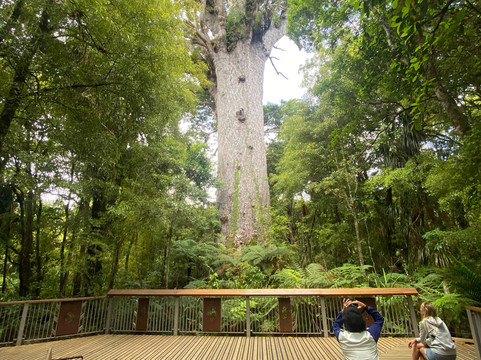 Tane Mahuta Walk-Opononi必去景点