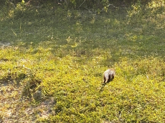 Yala Royal Safari - Sri Lanka-蒂瑟默哈拉默必去景点