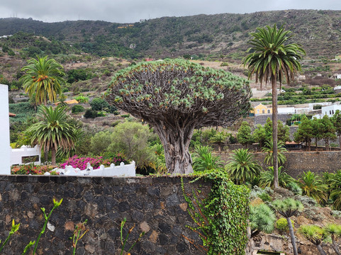 El Drago Milenario-伊科德洛斯维诺斯必去景点