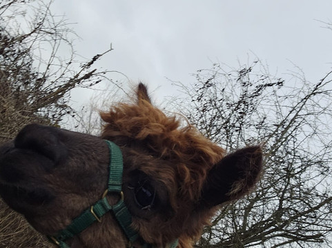 White Peak Alpaca Farm-Mobberley必去景点