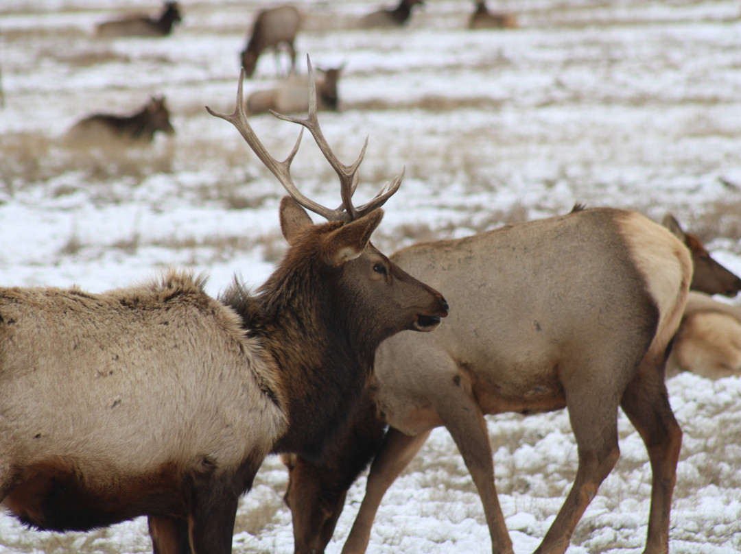 国家麋鹿保护区-杰克逊必去景点