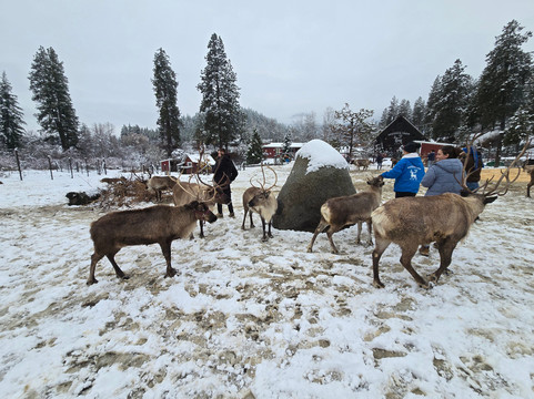 Leavenworth Reindeer Farm-莱文沃思必去景点