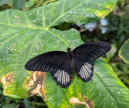 Stratford Butterfly Farm-埃文河畔斯特拉特福必去景点