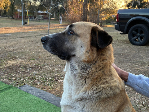 Rooterville Animal Sanctuary-Melrose必去景点