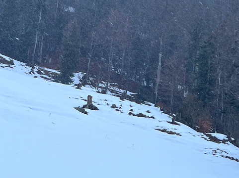 Immenstadt im Allgau酒店住宿-Berggasthof Almagmach