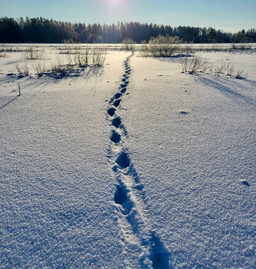 Elev8 Nature Experiences – Nuuksio Tours From Central Helsinki-赫尔辛基必去景点