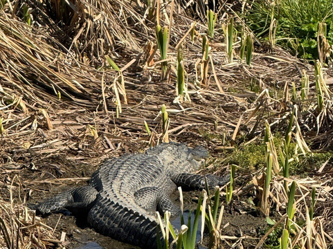 Phinizy Swamp Nature Park-奥古斯塔必去景点