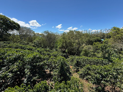 Doka Estate Coffee Tour-Poas Volcano National Park必去景点