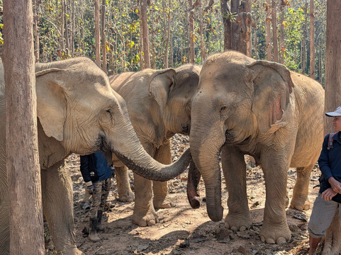 MandaLao Elephant Conservation-琅勃拉邦必去景点