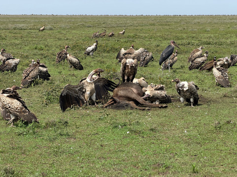 Unlimited Expeditions - The Soul Of Tanzania-阿鲁沙必去景点