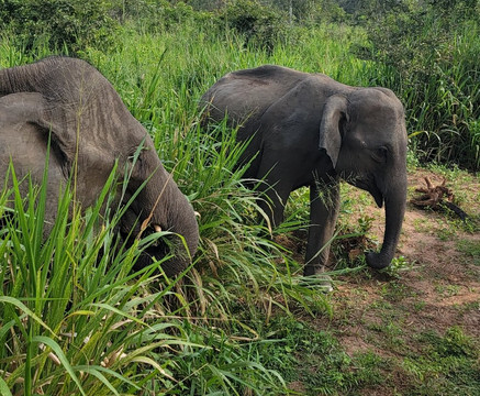 Lanka Tour Driver-Hingurakgoda必去景点