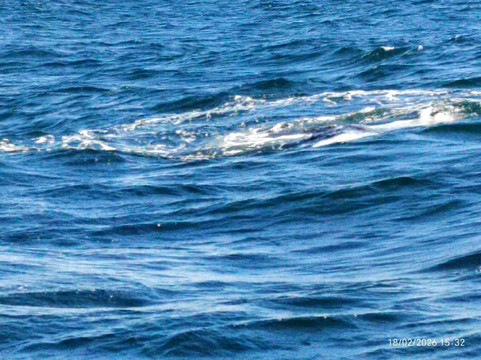 Whale Samaná With Kim-Santa Barbara de Samana必去景点