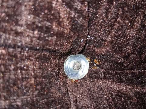 特里维利斯锡福斯旅馆主图