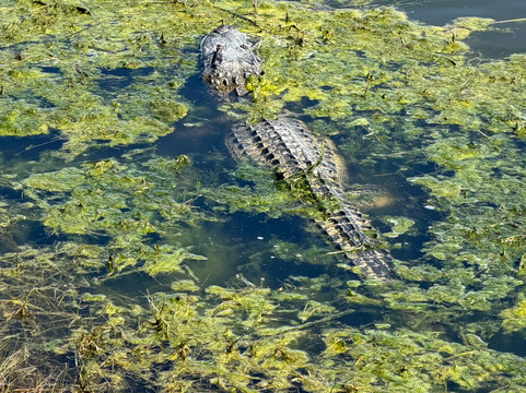 Pond Apple Park-萨尼贝尔岛必去景点