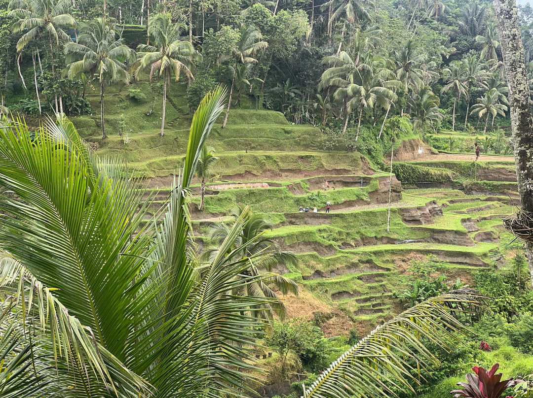 Wow Bali Driver - Day Tours-金巴兰必去景点