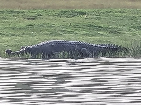 Khandela旅游景点-National Chambal Sanctuary
