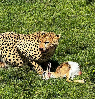 African Gorilla Expeditions-坎帕拉必去景点