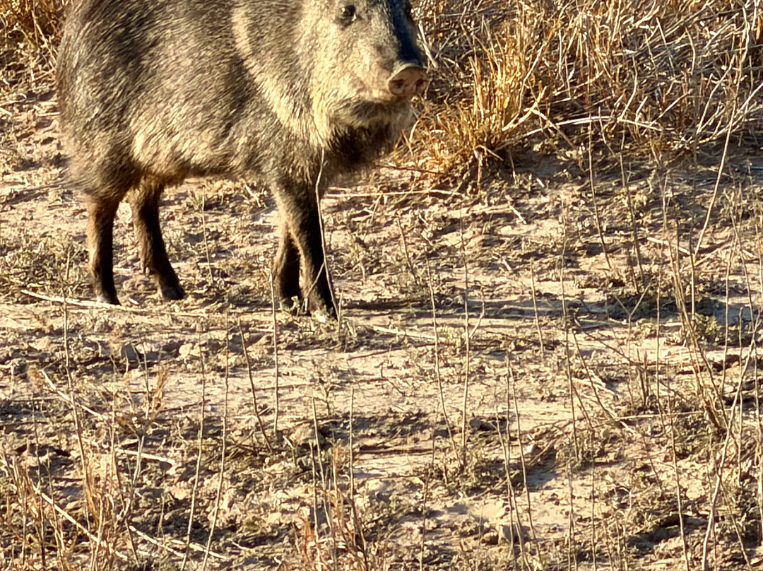King Ranch-Kingsville必去景点