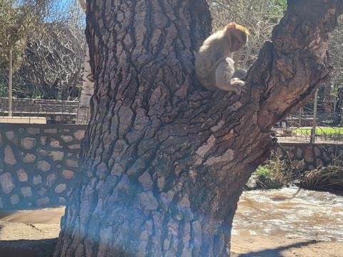 Morocco Camel Riding-梅如卡必去景点