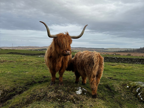 Kitchen Coos & Ewes-New Luce必去景点