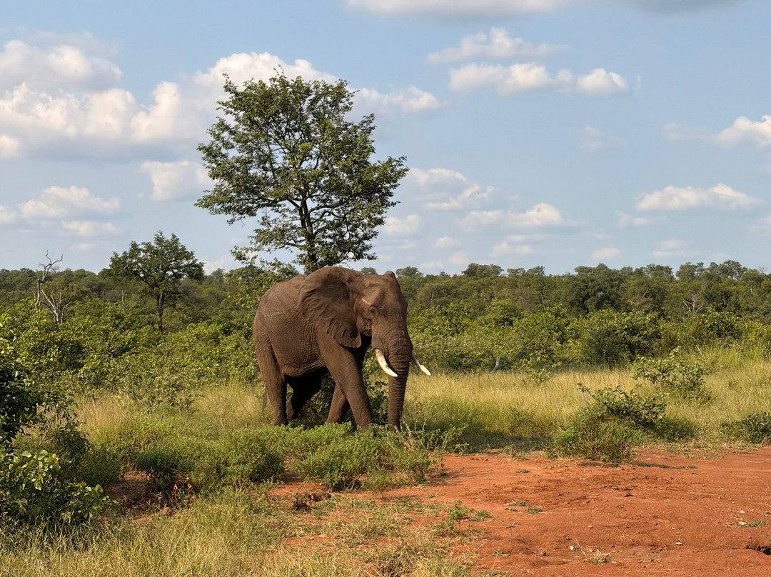 Safari Royale-安汪嘎石必去景点