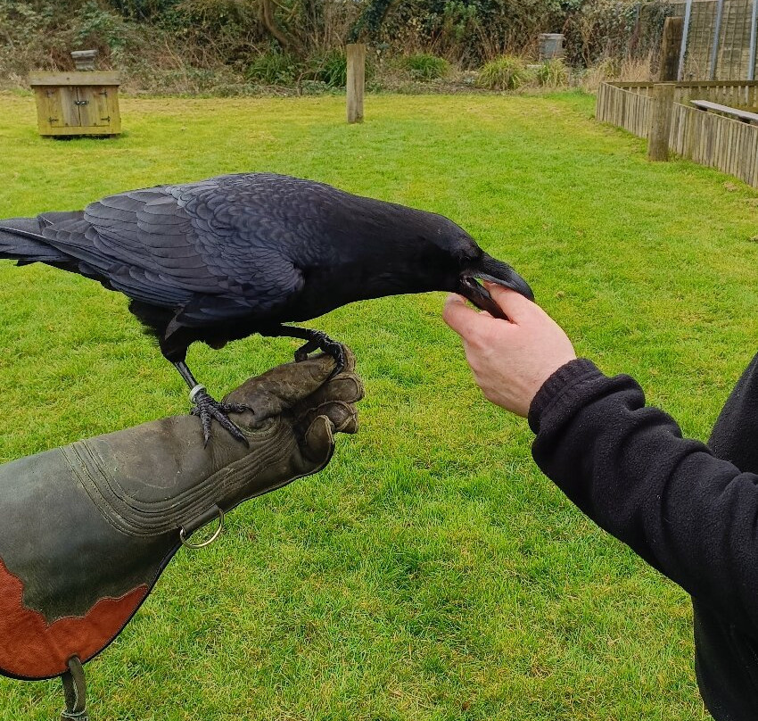 Baytree Owl and Raptor Centre-Spalding必去景点