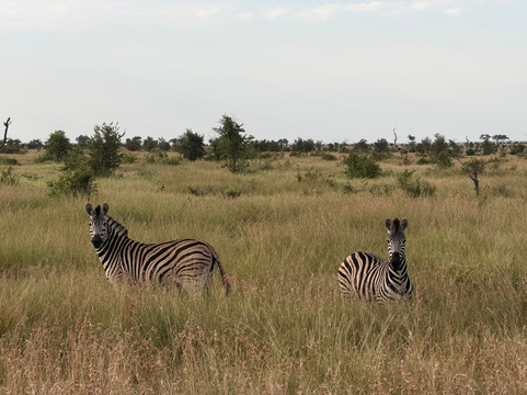 The Other Animals Safaris-克鲁格国家公园必去景点