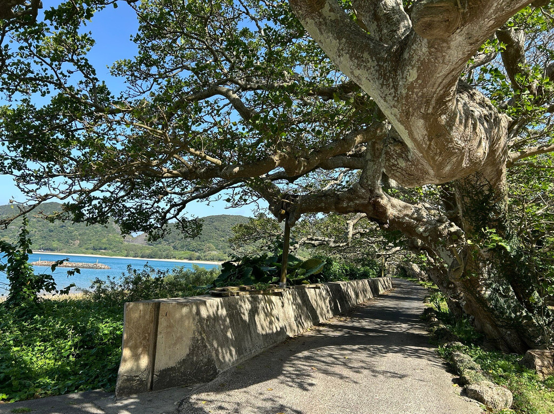 Shodon Deigo Trees-濑户内町必去景点