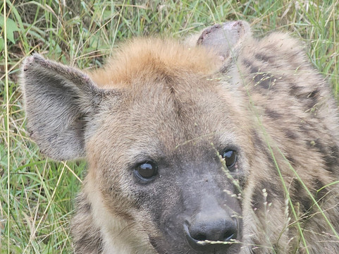 Mthunzi Safari And Transfers-雾观必去景点