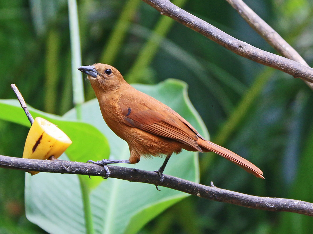 Peter Cox Wildlife Tours-多巴哥必去景点