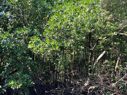 Tung Prong Thong-Ban Pak Nam Krasae必去景点