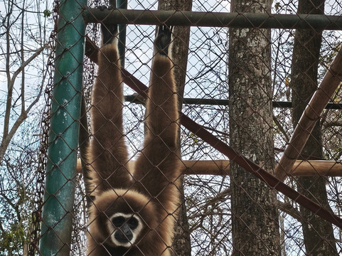 Wildlife Friends Foundation Thailand-他央必去景点