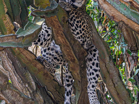 Devine African Safaris-吉佳利必去景点