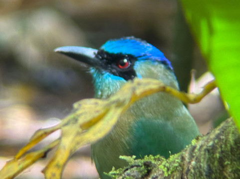 Genuine Costa Rica-Playas del Coco必去景点