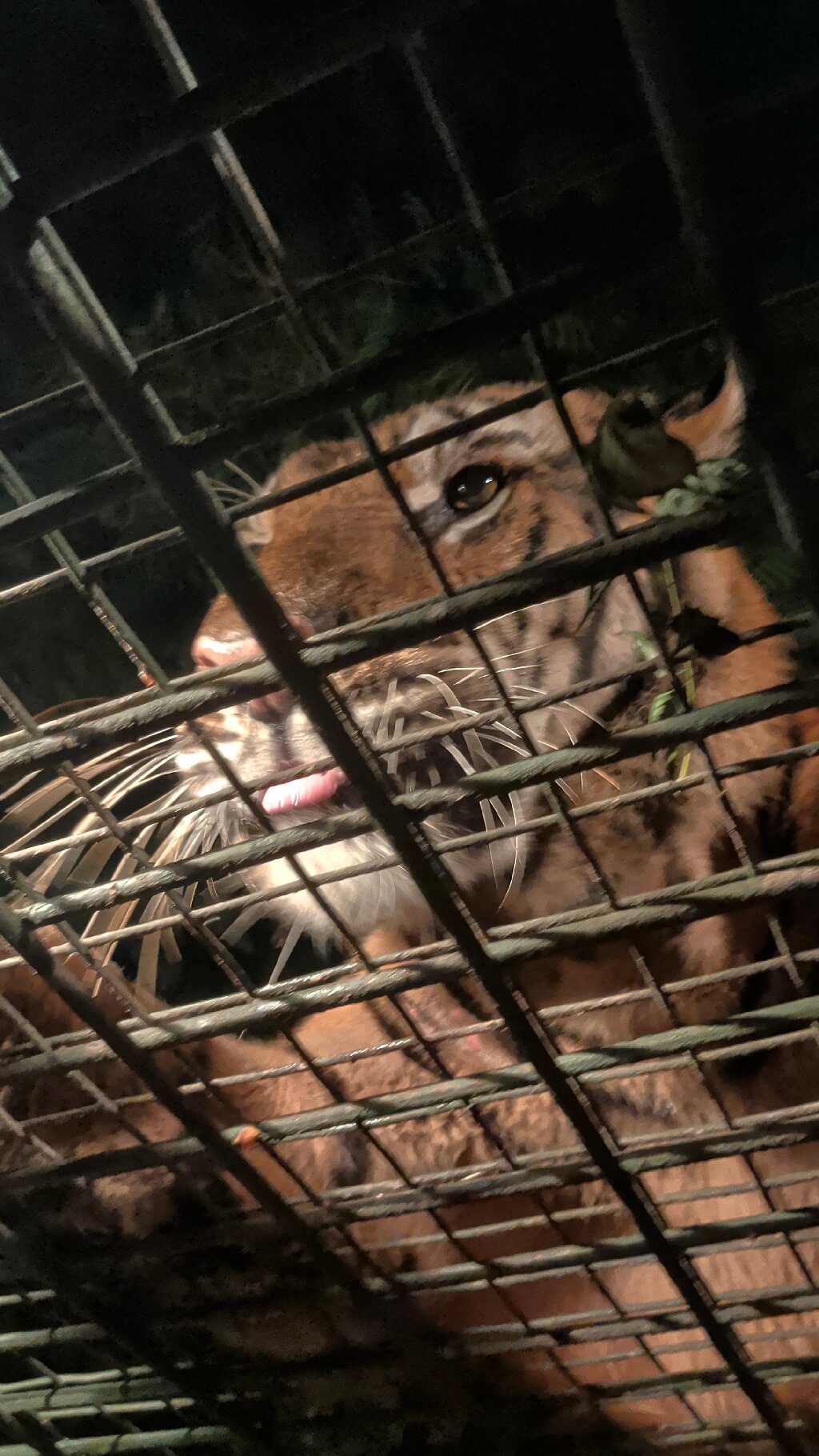 马拉河远征宾馆-官方