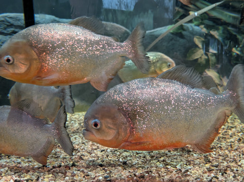 Dmm Kariyushi Aquarium-丰见城市必去景点