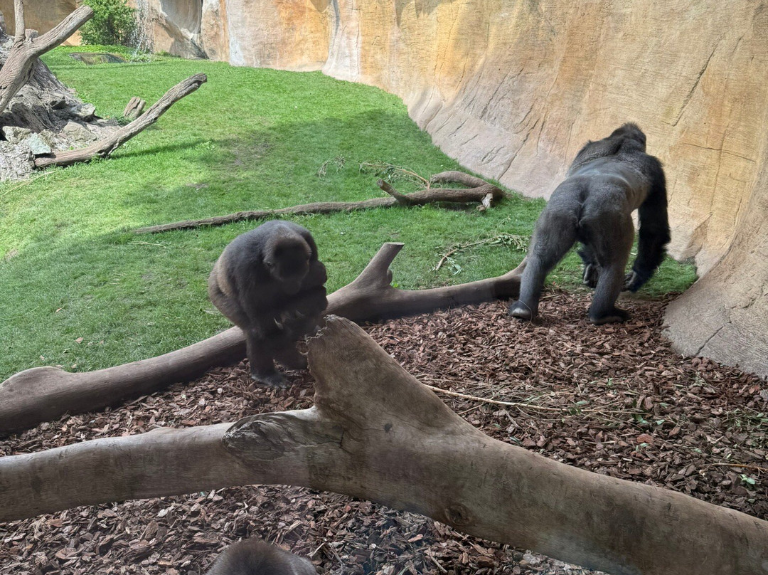 Bioparc Fuengirola-福恩吉罗拉必去景点