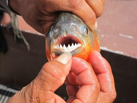 Amazon Discovery-伊基托斯必去景点